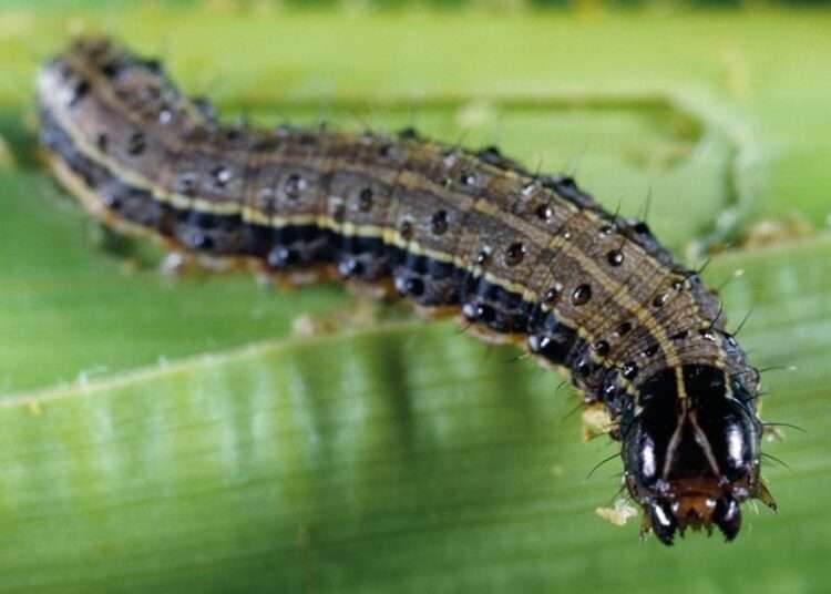 Research scientist at the Crop Research Institute (CRI, Dr Blankson Amoabeng, has expressed the need for government to support in the mass production of parasitic to fight the invasion of fall armyworm in the country.