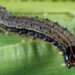 CRI Calls For Support In Mass Production Of Parasitic To Fight Fall Armyworm Invasion 11 Research scientist at the Crop Research Institute (CRI, Dr Blankson Amoabeng, has expressed the need for government to support in the mass production of parasitic to fight the invasion of fall armyworm in the country.