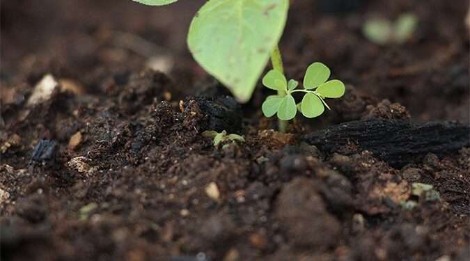 Ghana Begins Study into Smart Organic Fertilizers 1 how to use organic fertilizer 2