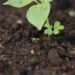 how to use organic fertilizer 2