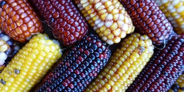 maize varieties 1