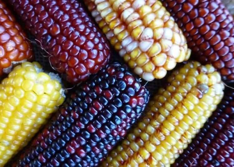 maize varieties 1