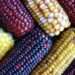 maize varieties 1