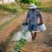 Ghana Needs Structural Policy Adjustment to Optimize Agricultural Value Chain- GAWU 11 watering 1501209 1920 996x567 1