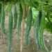 20 hybrid vegetable seeds giant snake gourd chachinda pudalangai original imafd8g28r4vmynq
