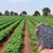 The War in Ukraine continues to Exacerbate the Global Food Security and Nutrition Crisis- World Bank Group and Others 11 37567511