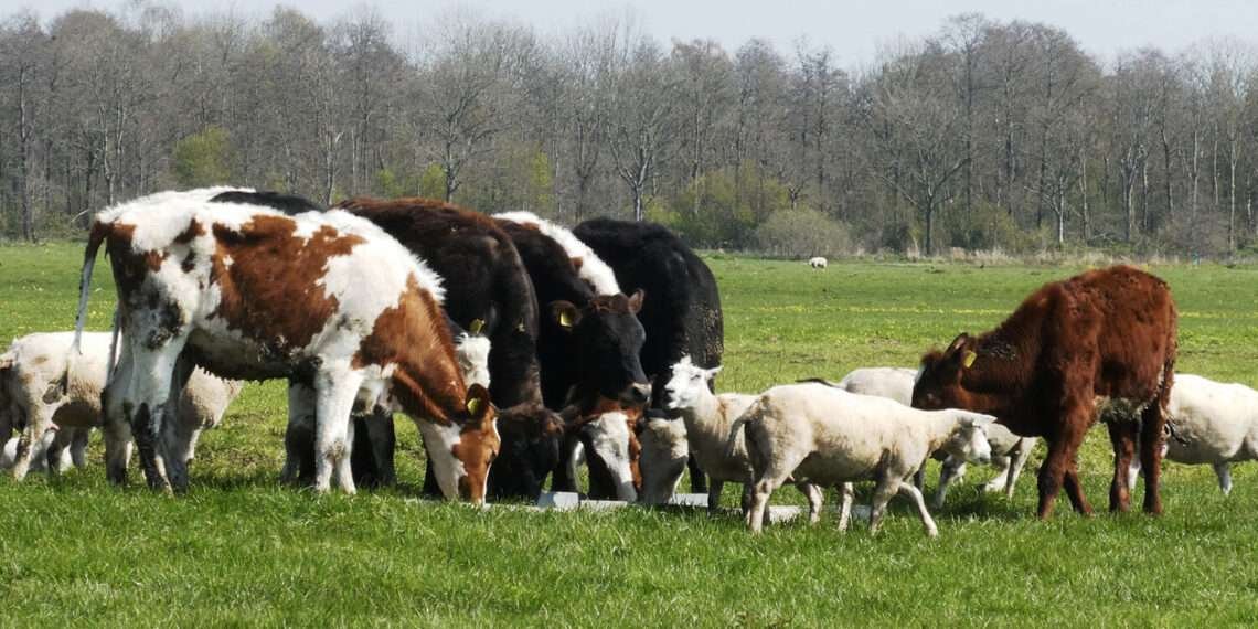 Ghana Backs $10m ECOWAS Livestock Drive to Slash $375m Meat Import Bill 1 Ghana Backs $10m ECOWAS Livestock Drive to Slash $375m Meat Import Bill