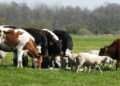 Ghana Backs $10m ECOWAS Livestock Drive to Slash $375m Meat Import Bill
