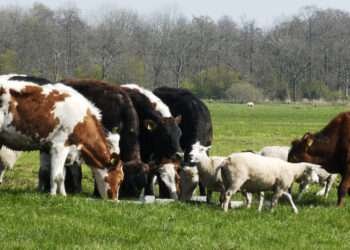 Ghana Backs $10m ECOWAS Livestock Drive to Slash $375m Meat Import Bill 2 Ghana Backs $10m ECOWAS Livestock Drive to Slash $375m Meat Import Bill