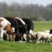Ghana Backs $10m ECOWAS Livestock Drive to Slash $375m Meat Import Bill