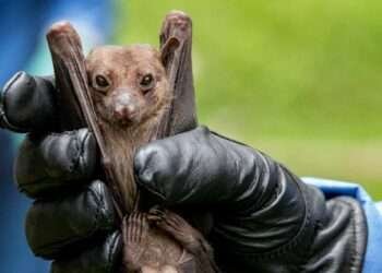 Ghana Declares End of Marburg Virus Disease Outbreak