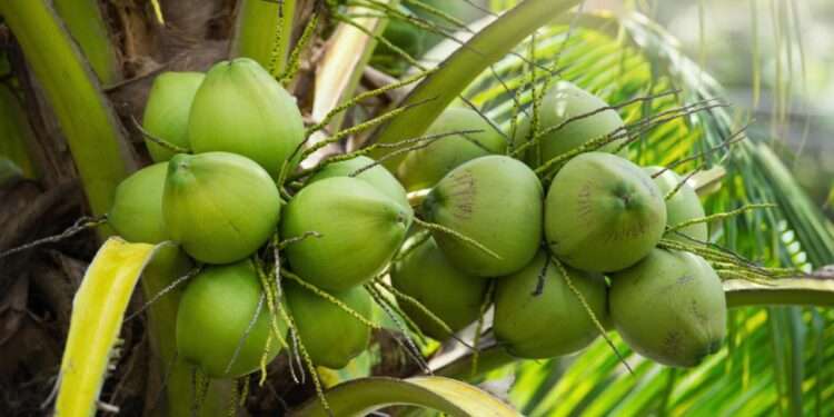 Ghana's Export Of Coconut And Coconut Derivatives Expected To Rise Considerably 1 Export Of Coconut And Coconut Derivatives Expected To Rise Considerably