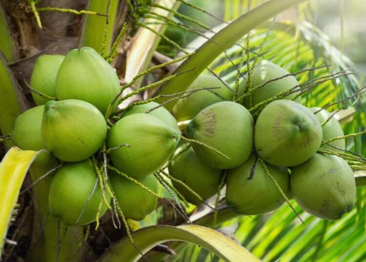 Ghana's Export Of Coconut And Coconut Derivatives Expected To Rise Considerably 1 Export Of Coconut And Coconut Derivatives Expected To Rise Considerably