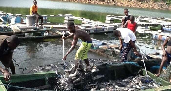 Fish farming