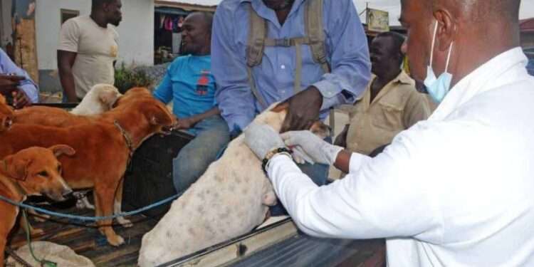 Rabies Alert: It Is Important We Institute Mass Vaccination- Veterinary Officer 1 Ashanti Regional Veterinary Officer, Dr Mabel Abudu, has called for mass vaccination against rabies in the country.