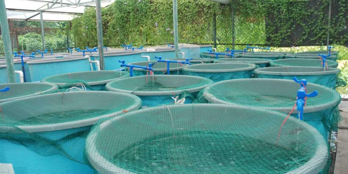 CAG Launches Aquaculture Ghana Initiative to Promote Innovation - The ...