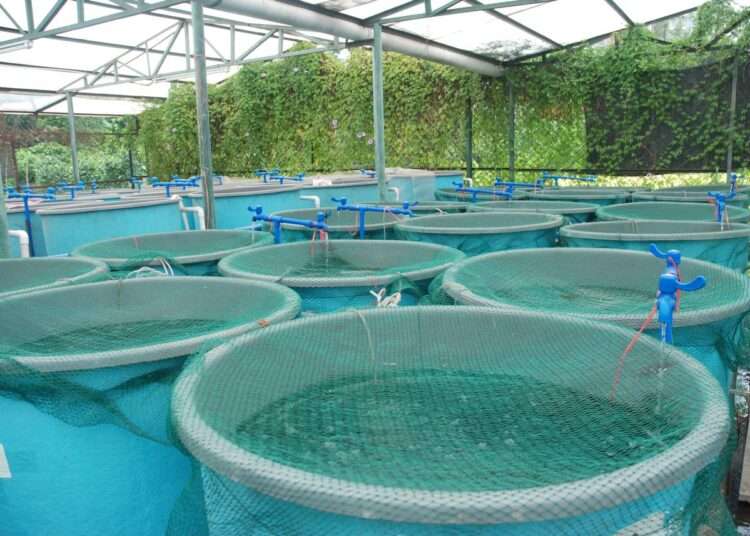 CAG Launches Aquaculture Ghana Initiative to Promote Innovation 1 aquaculture 7B47FD8474C2E