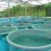 aquaculture 7B47FD8474C2E