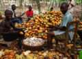 The Ghana Cocoa Board (COCOBOD) has expressed the need for Ghanaians to support the fight against ‘galamsey’ in cocoa growing areas.