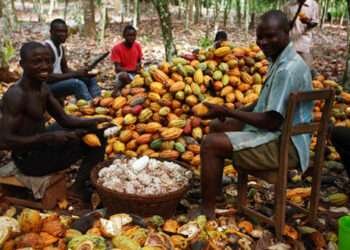 Concerned Farmers Association Demands Apology From COCOBOD 1 The Ghana Cocoa Board (COCOBOD) has expressed the need for Ghanaians to support the fight against ‘galamsey’ in cocoa growing areas.