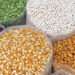 NASTAG Demands Government Pays GH¢207million Debt It Owes 11 slider grain