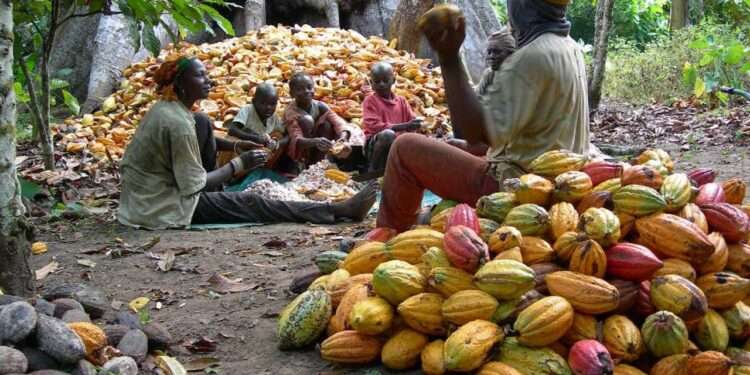 Agric Ministry to Announce New Cocoa Prices Next Week