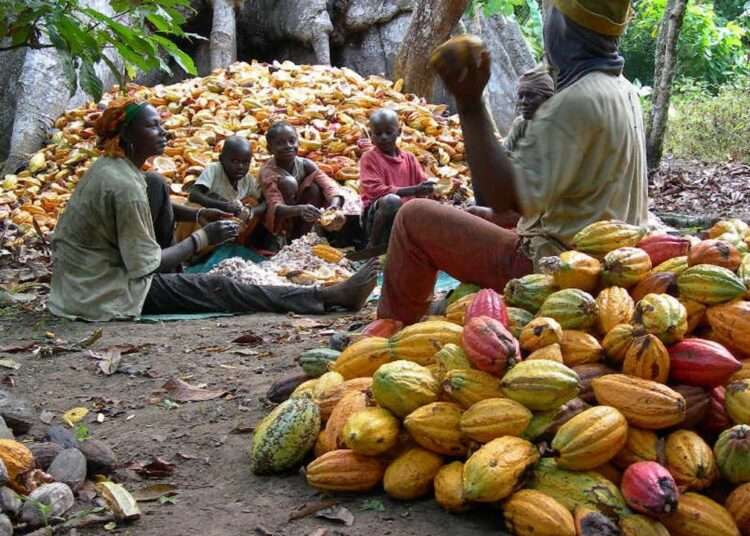 Agric Ministry to Announce New Cocoa Prices Next Week 1 Agric Ministry to Announce New Cocoa Prices Next Week