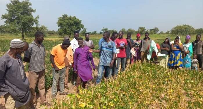CSIR-SARI Organises Field Day for Farmers to Showcase PBR Cowpea to Selected Farmers 1 Farmers Training