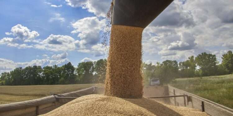 Russia Halting Ukraine Grain Exports Will Most Heavily Hit Those Already Facing Extreme Hunger, IRC Warns