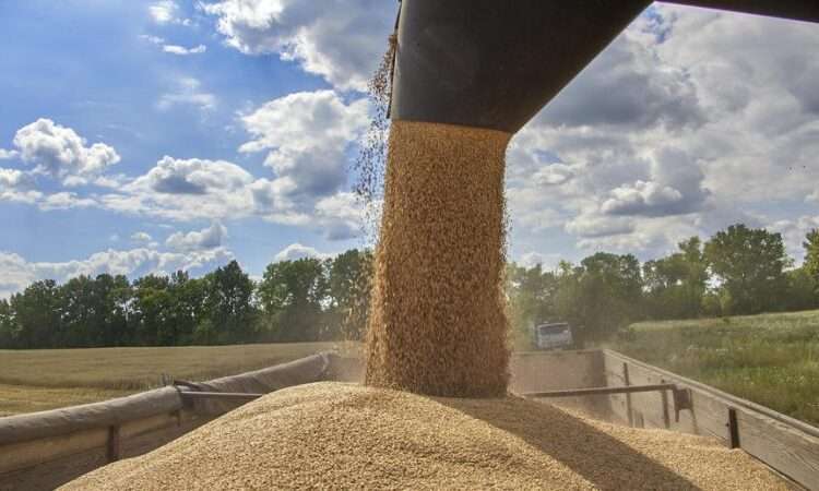 Russia Halting Ukraine Grain Exports Will Most Heavily Hit Those Already Facing Extreme Hunger, IRC Warns