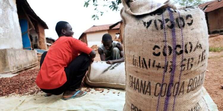 Cocoa Farm Gate Prices In US$ Terms Drop Amid Cedi Depreciation - ICCO