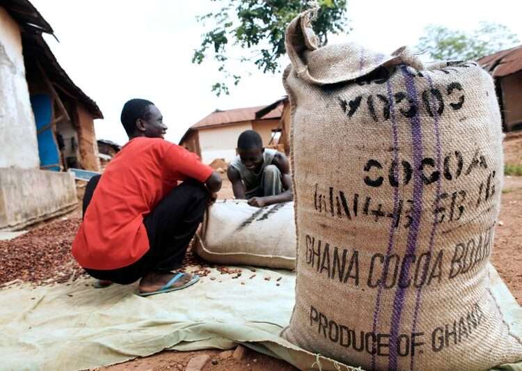 Cocoa Farm Gate Prices In US$ Terms Drop Amid Cedi Depreciation - ICCO 1 Cocoa Farm Gate Prices In US$ Terms Drop Amid Cedi Depreciation - ICCO