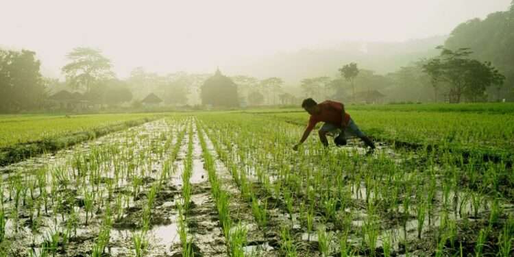 farmers