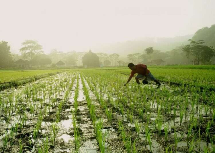farmers