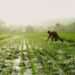 farmers