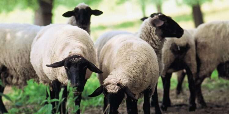 Not Even a Single Sheep Recovered from Beneficiaries of RFJs- Livestock Officer