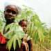 Liberia: African Development Bank Group Approves $5.12 Million Financing For Emergency Food Production Program 12 Liberia: African Development Bank Group Approves $5.12 Million Financing For Emergency Food Production Program