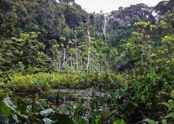 Redevelop Atewa Forest To Generate Revenue For Economic Development