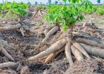 Development Bank Ghana Calls for Collaboration to Promote the Cassava Industry