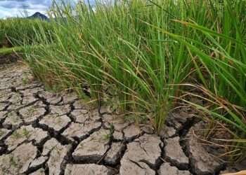 climate change ready drought tolerant