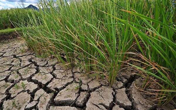 climate change ready drought tolerant