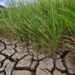 <strong>CSIR</strong>-<strong>CRI Develops Improved Climate-smart Rice Varieties</strong> 11 climate change ready drought tolerant