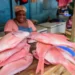 Fish at the market