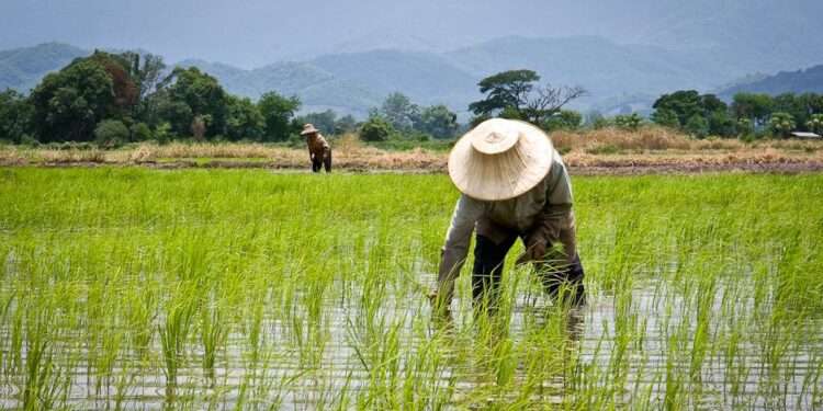 Ghana: African Development Fund Approves $27.9 Million Grant For Savannah Agriculture Value Chain Development Project