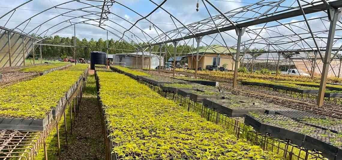 SEFA Approves $1million Reimbursable Grant To Develop Bioenergy Plants In Ghana And Sierra Leone 1 SEFA Approves $1million Reimbursable Grant To Develop Bioenergy Plants In Ghana And Sierra Leone