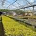 SEFA Approves $1million Reimbursable Grant To Develop Bioenergy Plants In Ghana And Sierra Leone 11 SEFA Approves $1million Reimbursable Grant To Develop Bioenergy Plants In Ghana And Sierra Leone