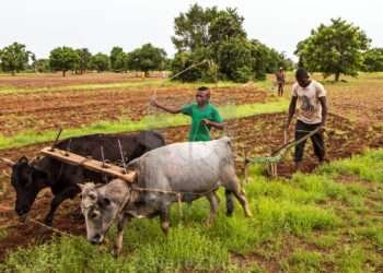 Food Becomes Rare After The Four-Month Harvesting Season, New Research
