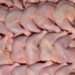 GNPFA Calls for Imposition of High Tariffs on Imported Poultry Products to Boost the Local Industry