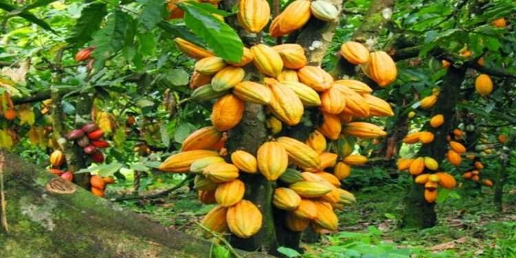 Market Forces Likely To Affect Cocoa Market In The 2022/23 Crop Season