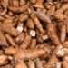 <strong>Ghana Cassava Center of Excellence Signs MoU With CSIR-CRI</strong> 12 Ghana Cassava Center of Excellence Signs MoU With CSIR-CRI